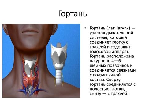 Повреждения и хирургические заболевания шеи - презентация онлайн