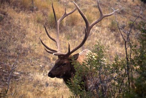 elk sheds antlers  camera video deer bull elk antlers