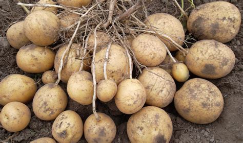 Купить саженцы Картофеля на посадку белого Удача 🌱цена от 295₽ из ...