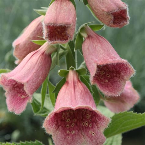 Beautiful Poisonous Plants