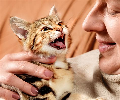 Truth or Myth: Cats Only Meow to Humans | Hartz