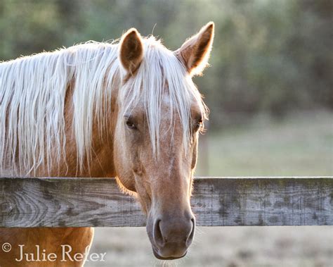 Palomino Horse Photography Equestrian Art - Etsy