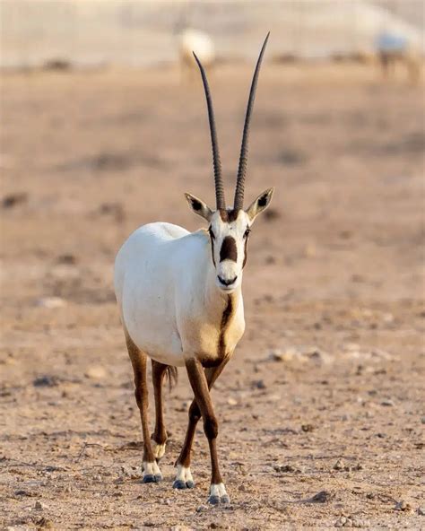 Arabian Oryx: Why Is It Endangered?