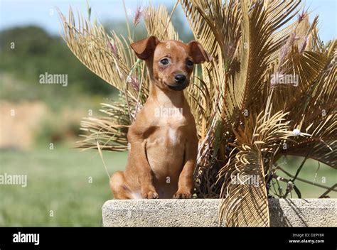 Dog Prazsky krysarik / Prague Ratter / Ratier de Prague puppy sitting ...