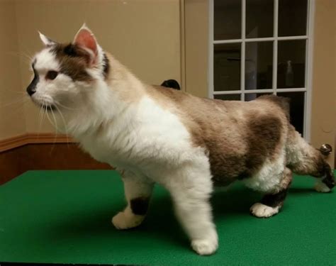 Long Hair Cat Grooming Styles - SCATREY
