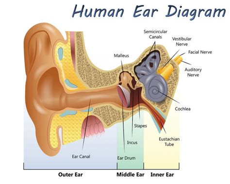 How Your Inner Ear Helps You Maintain Balance and Stability 