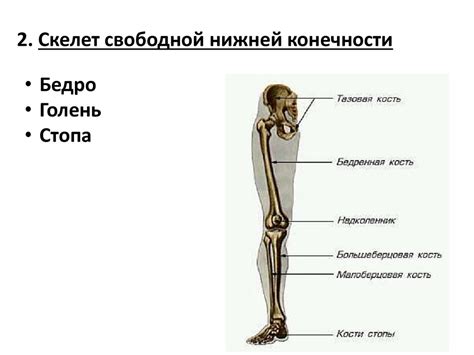 Скелет конечностей - презентация онлайн