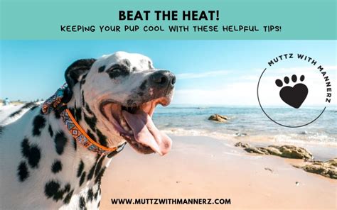 beat  heat  tips    pup cool  summer muttz  mannerz