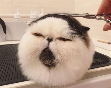 Котфуций | Пикабу