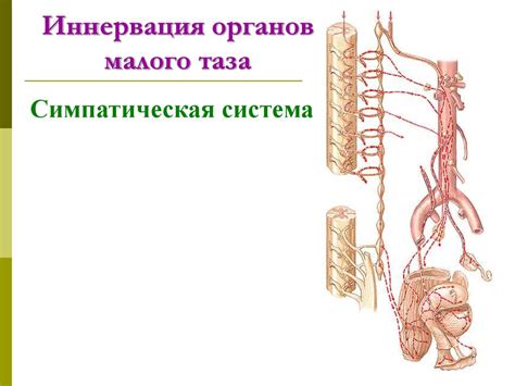 Вегетативная нервная система. Периферический отдел - презентация онлайн