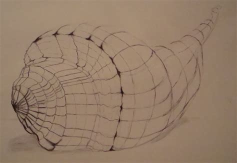 shell drawing  getdrawings