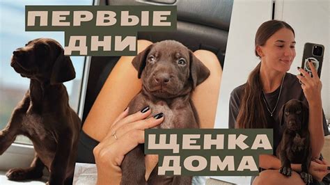 Мы завели собаку! Первые дни щенка дома | Курцхаар: собенности, уход ...