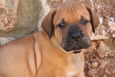 Boerboel Puppies For Sale in Europe- Mascot Millenium Boerboel Kennel ...
