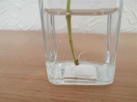 3 weeks of root growth on my rosemary. When is the time to pot it up