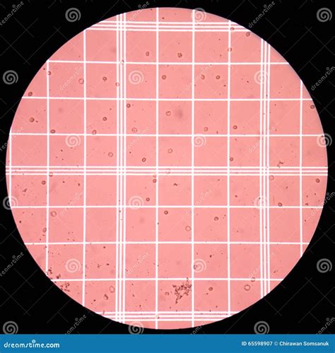 Cell Counting For Image J 9