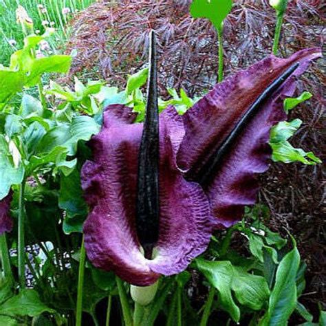 Vampire Lily - Dracunculus Vulgaris - Rare 'plants' Seeds - Dracula
