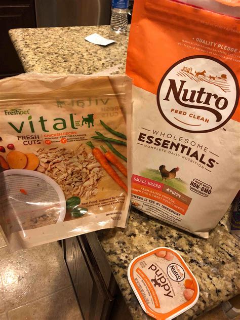 My 2-month puppy is throwing up, not eating, and has diarrhea. | Petco