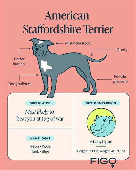American Staffordshire Terrier: The Good, the Bad, the Ugly