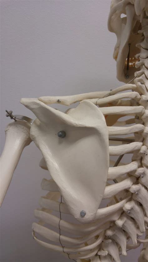 whats  point   shoulder blade bend mend physiotherapy