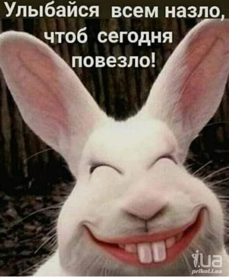 Приколи - картинки, відео приколи, смішні історії та анекдоти