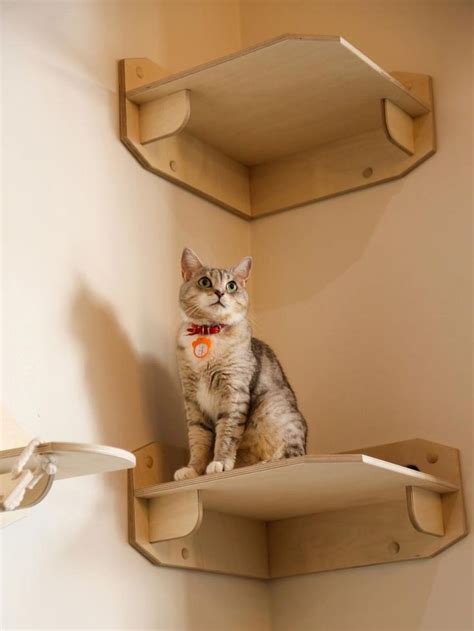 Полка для кошки | Cats, Kitty