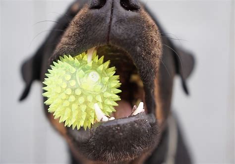 dog breeds   strongest bite worldatlascom
