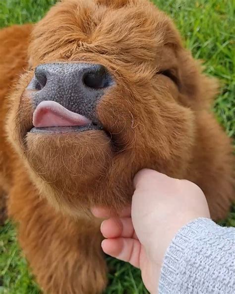 Ten-day-old baby highland cow 🥰 | A family of miniature highland cows ...