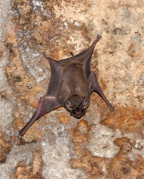 Genus Taphozous - Tomb Bats — Coke Smith Wildlife