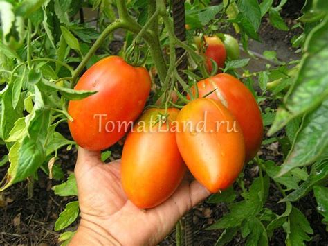 Томат Кенигсберг: описание сорта, ОТЗЫВЫ (38), фото