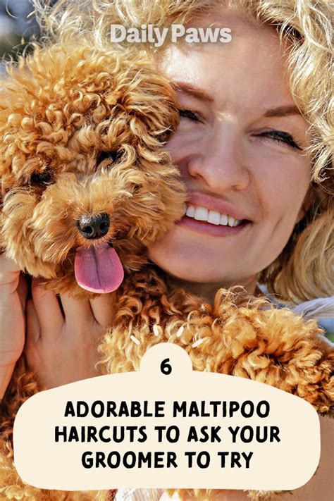 Dog grooming styles maltipoo – Artofit