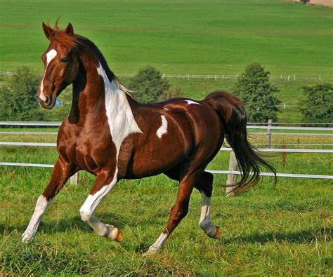 LOS 8 CABALLOS MAS BELLOS DEL MUNDO