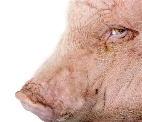Premium Photo | Side view of gottingen minipig