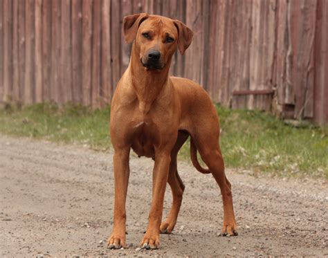 Rhodesian Ridgeback breed guide | Perfect Pets