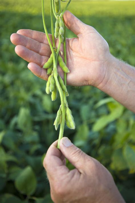 Soy Safe? Clearing Up Common Misconceptions| Soy Connection