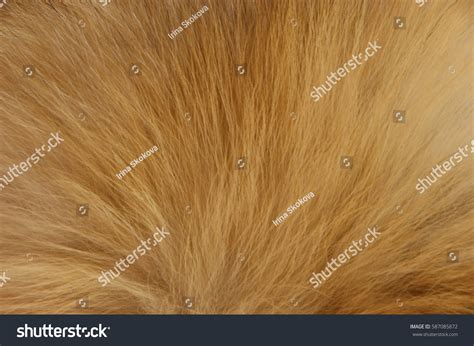 Fox Fur Background Stock Photo (Edit Now) 587085872