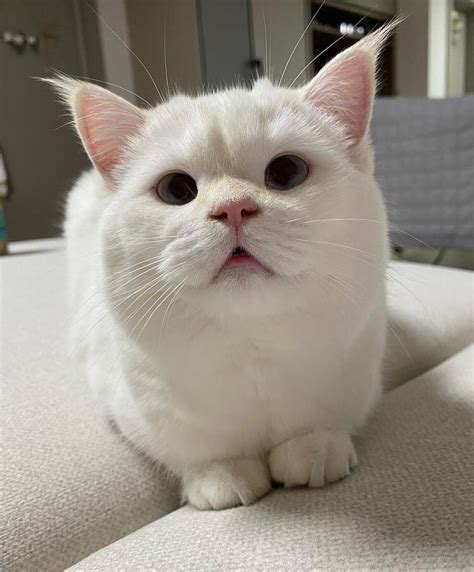 белый кот :: Котя / смешные картинки и другие приколы: комиксы, гиф ...