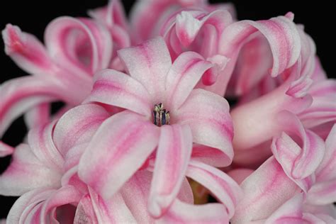 Hyacinthus orientalis