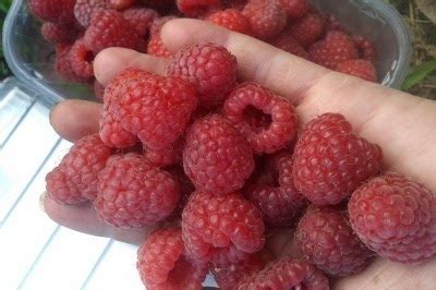 Малина Мария: описание на сорта, характеристики и отглеждане, срокове ...