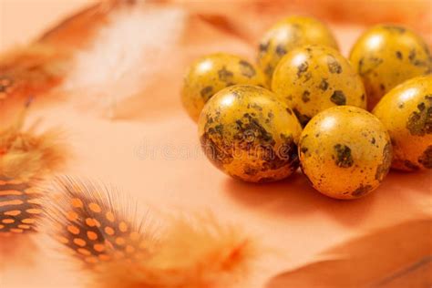 easter golden quail eggs  pastel background stock image image