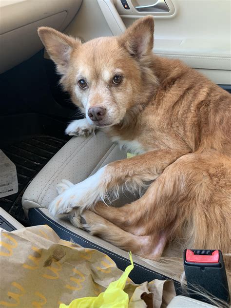 Humane Society dogs are the best : r/aww