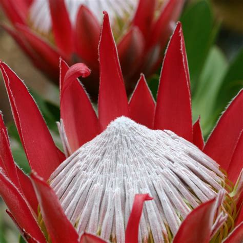 200mm Protea Little Prince - Protea cynaroides - Bunnings Australia