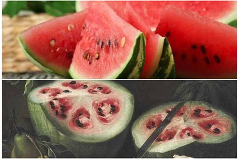 Жимс ногоо эрт цагт ямар харагддаг байсан бэ?