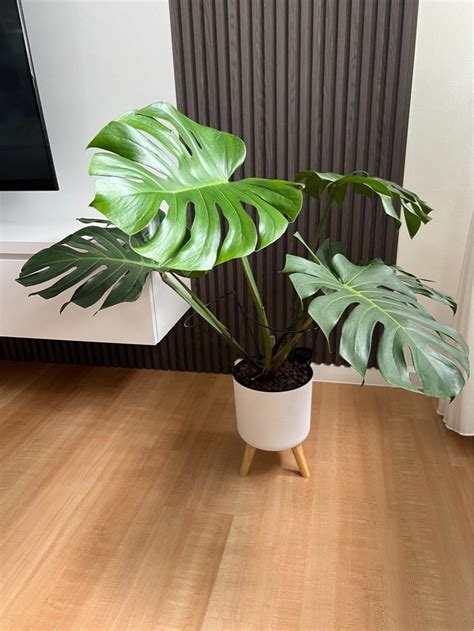Montera - Deliciosa (Real Plant including pot), Furniture & Home Living ...