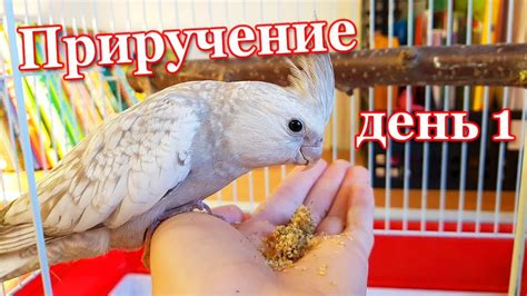 Как Приручить Попугая к рукам. День 1. | Рокки Life - YouTube
