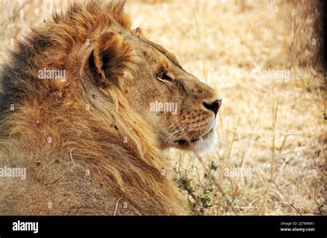 male lion king resting   sunshine stock photo alamy