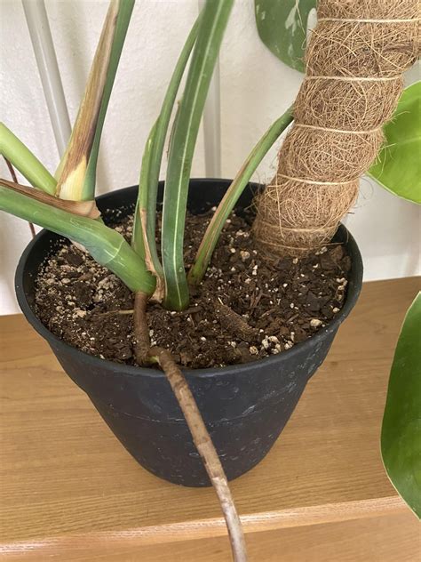 Aerial Roots : r/houseplants