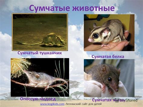 Презентация на тему: "Выполнила ученица 4 «б» класса ...