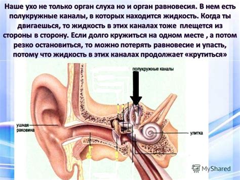 Презентация на тему: "Ушная сера нужна для смазки и очистки ушных ...