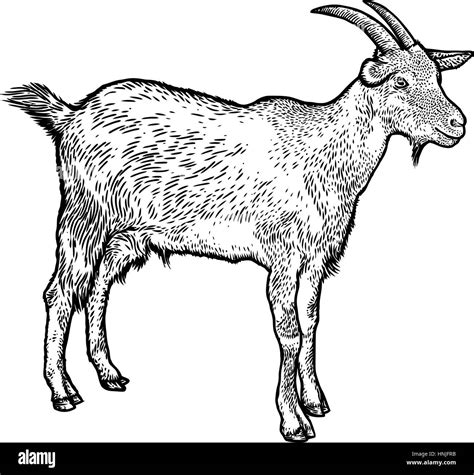 Goat illustration, drawing, engraving, line art, realistic Stock Vector Image & Art - Alamy