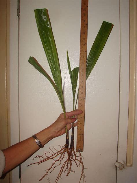 Финик из косточки (Множество фото) - treepics.ru